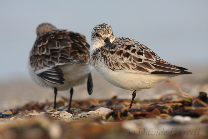 Piovanelli tridattili